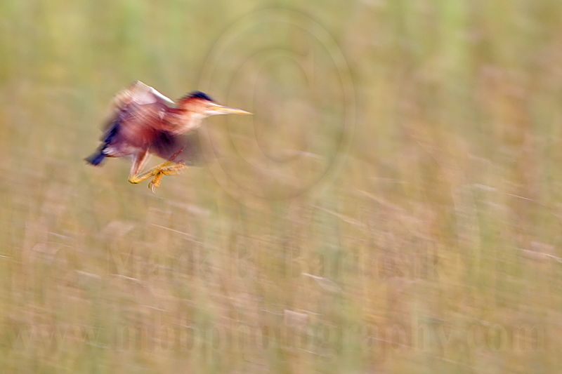 _MG_9451 Least Bittern.jpg