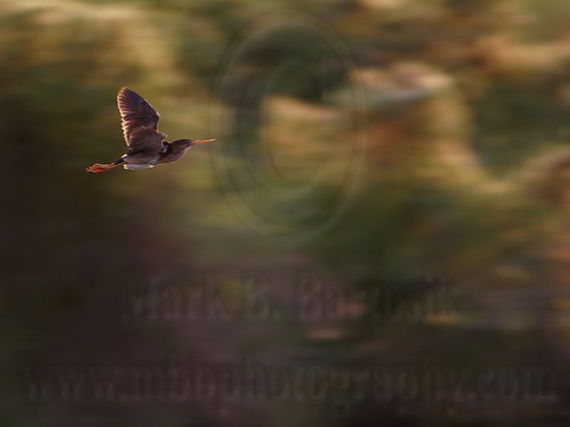 _MG_9771 Least Bittern.jpg