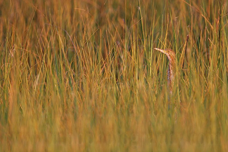 _MG_9794 Least Bittern.jpg
