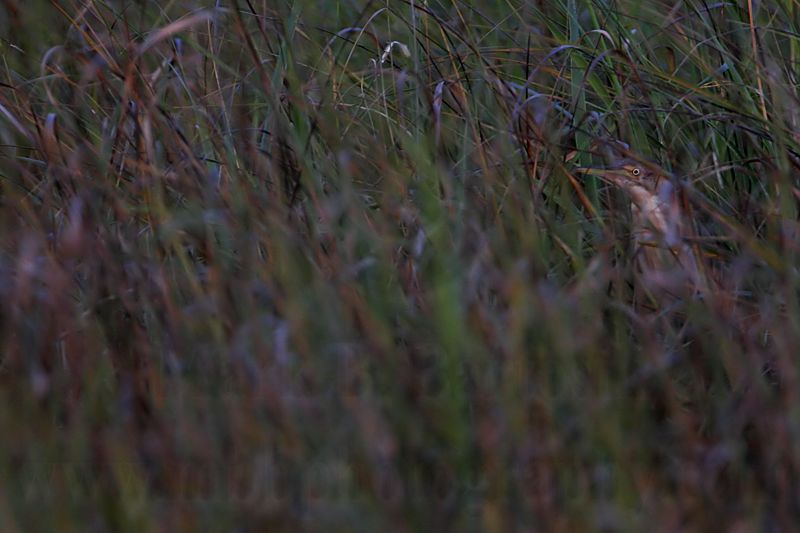 _MG_9963 Least Bittern.jpg