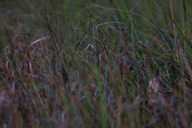 _MG_9974 Least Bittern.jpg