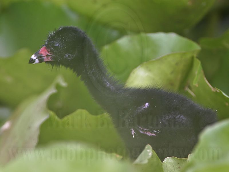 _MG_5785 Purple Gallinule.jpg