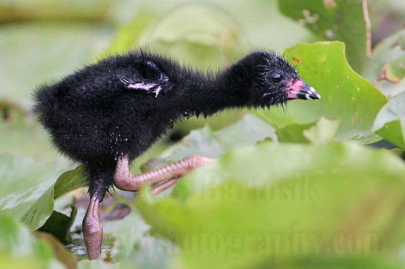 _MG_5810 Purple Gallinule.jpg