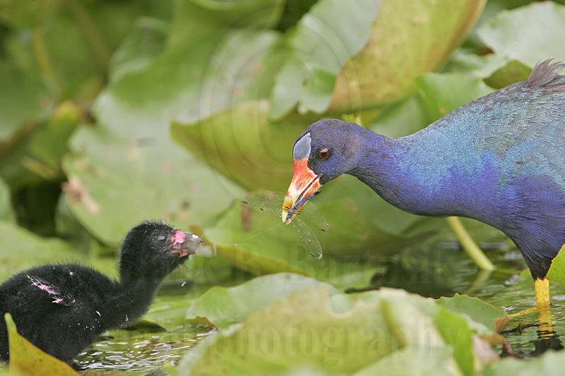 _MG_5833 Purple Gallinule.jpg