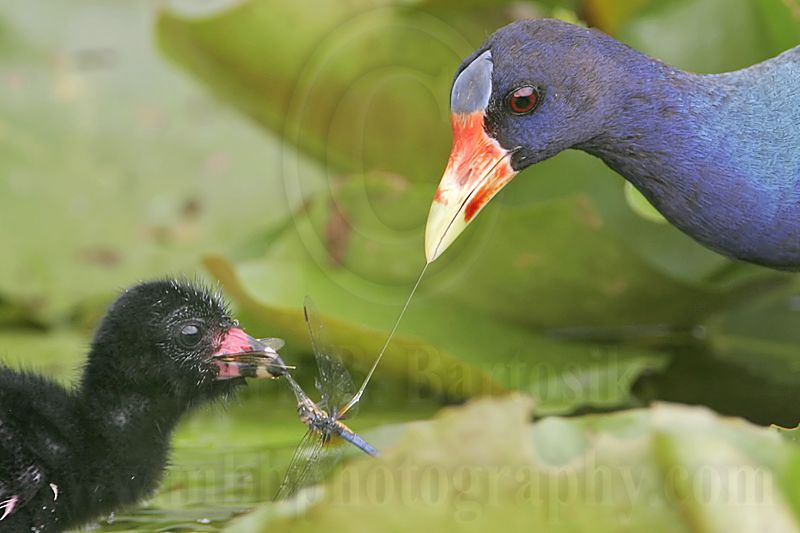 _MG_5834crop Purple Gallinule.jpg