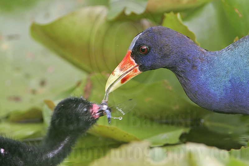 _MG_5836crop Purple Gallinule.jpg