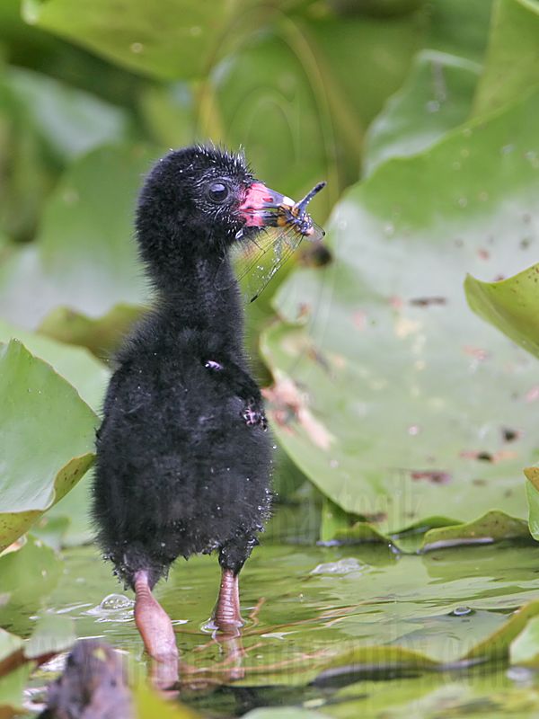 _MG_5841 Purple Gallinule.jpg