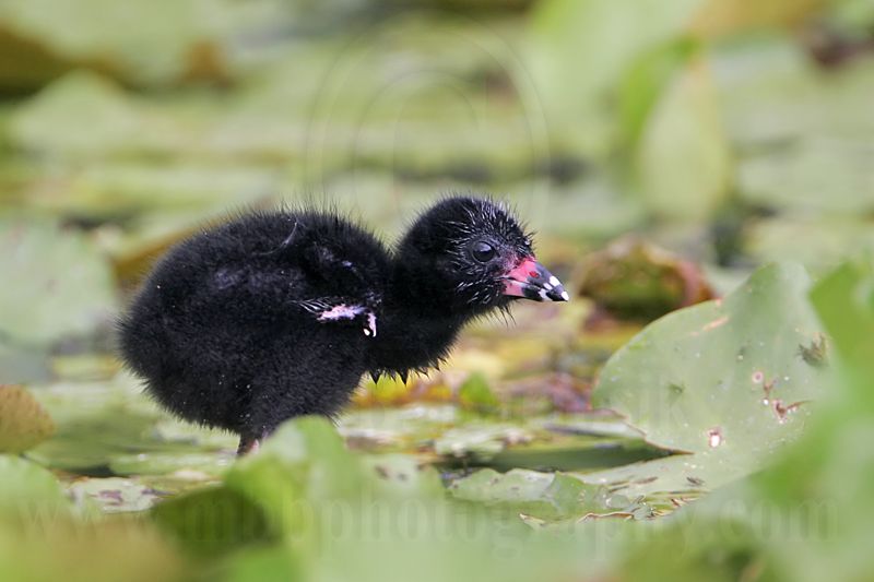 _MG_5848 Purple Gallinule.jpg