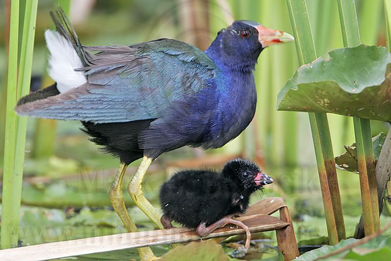_MG_5907 Purple Gallinule.jpg