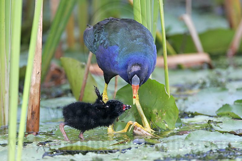 _MG_6192 Purple Gallinule.jpg