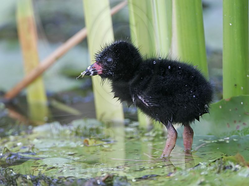_MG_6315 Purple Gallinule.jpg