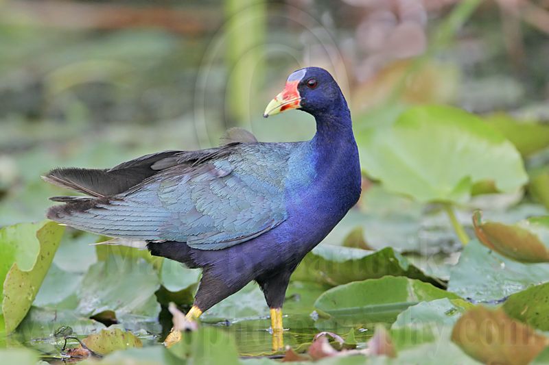 _MG_6447 Purple Gallinule.jpg