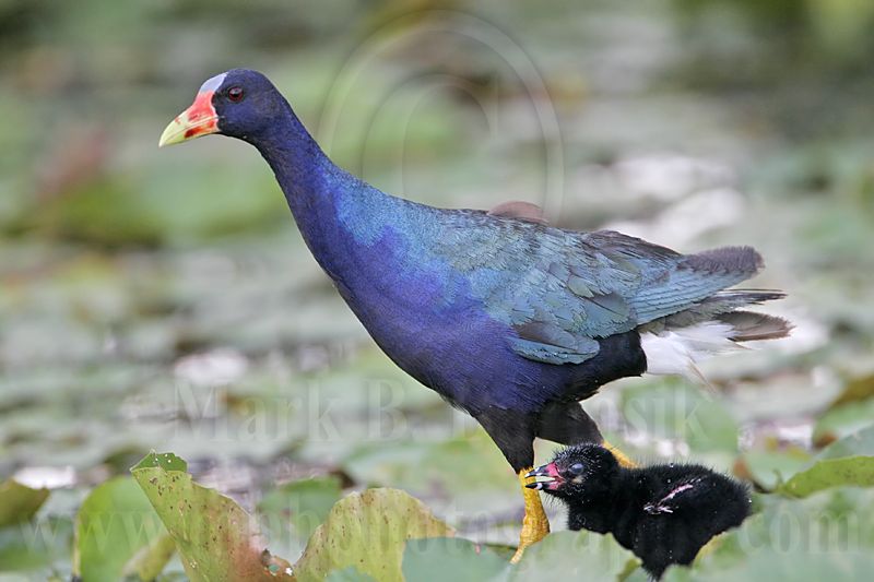 _MG_6490 Purple Gallinule.jpg