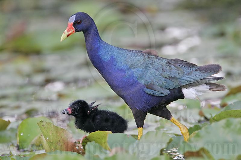 _MG_6492 Purple Gallinule.jpg