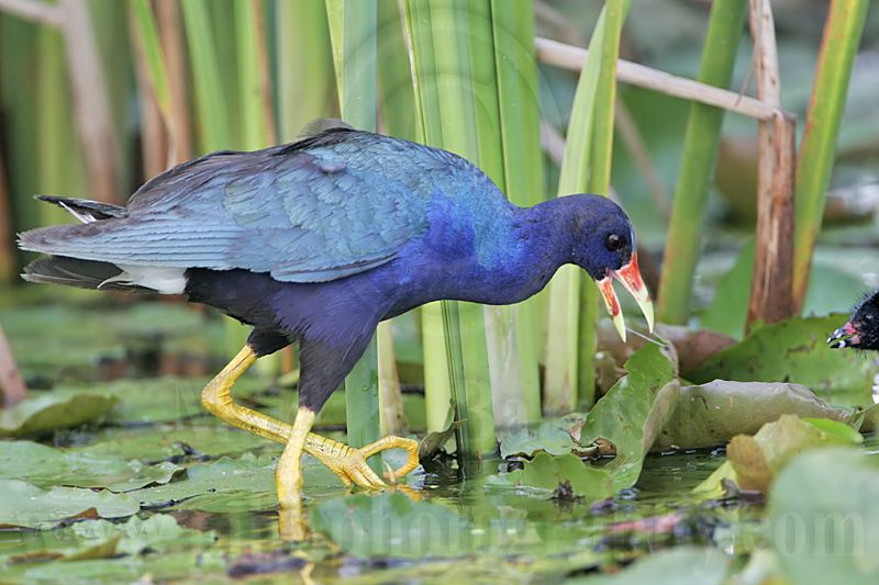 _MG_6520 Purple Gallinule.jpg
