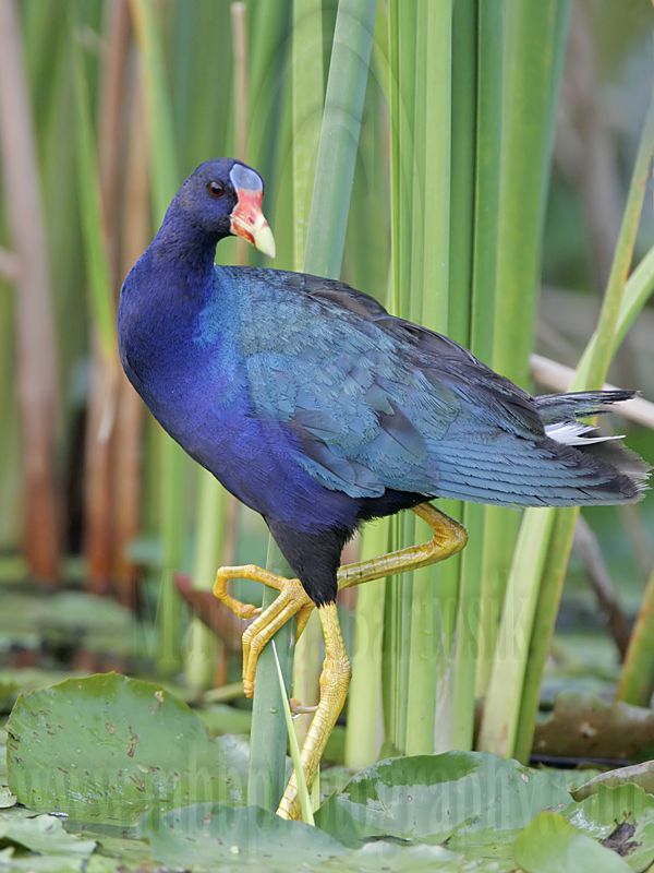_MG_6635 Purple Gallinule.jpg