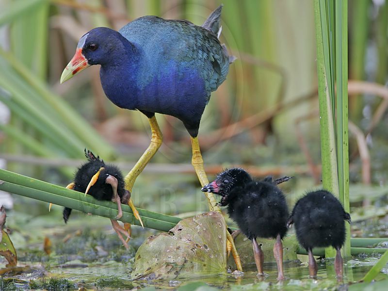 _MG_6822 Purple Gallinule.jpg