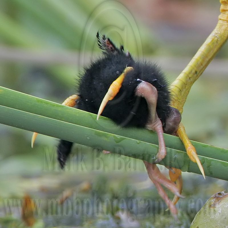 _MG_6822crop2 Purple Gallinule.jpg