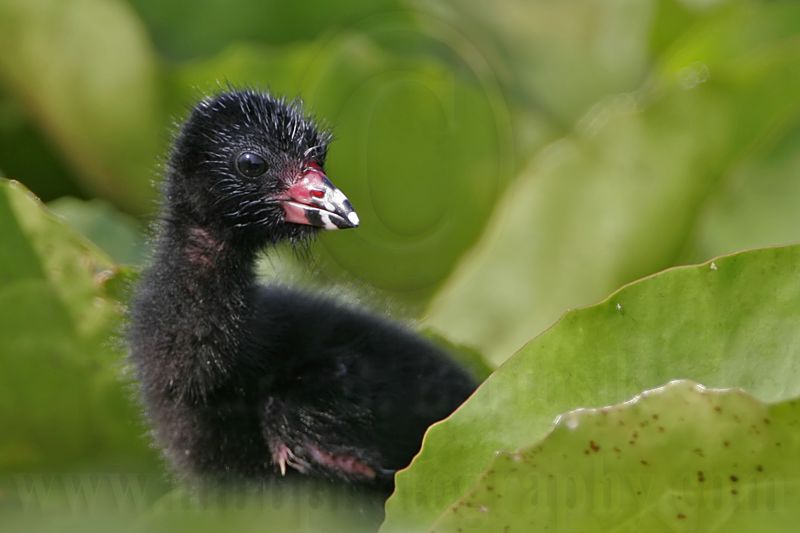 _MG_7026 Purple Gallinule.jpg