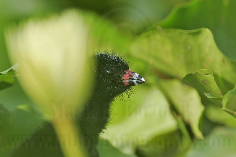 _MG_7075 Purple Gallinule.jpg