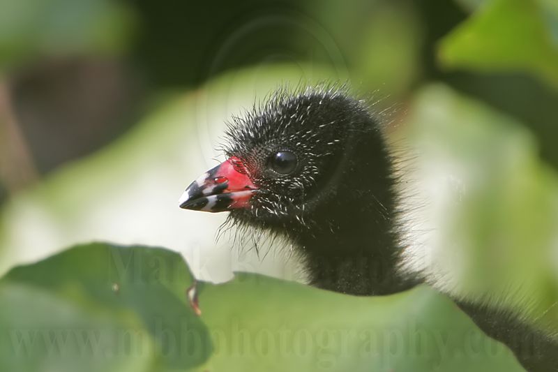 _MG_7087 Purple Gallinule.jpg