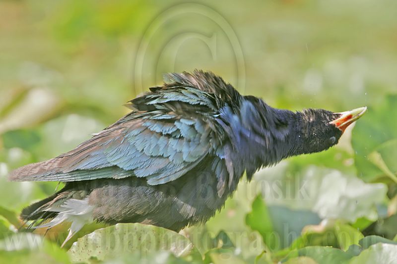 _MG_7369 Purple Gallinule.jpg