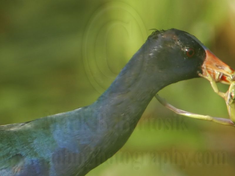 _MG_7608 Purple Gallinule.jpg