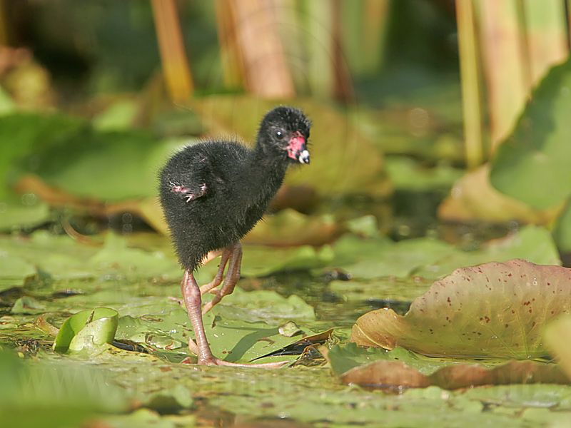 _MG_7713 Purple Gallinule.jpg