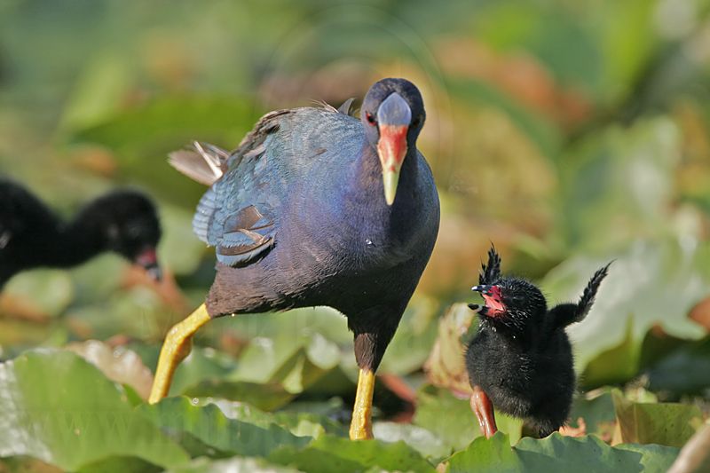 _MG_7829 Purple Gallinule.jpg