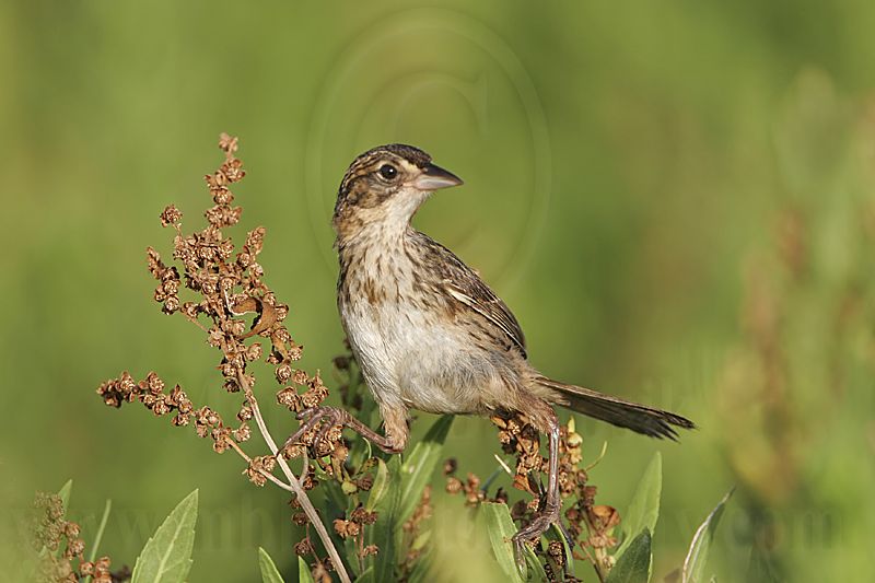 _MG_4719 Seaside Sparrow.jpg