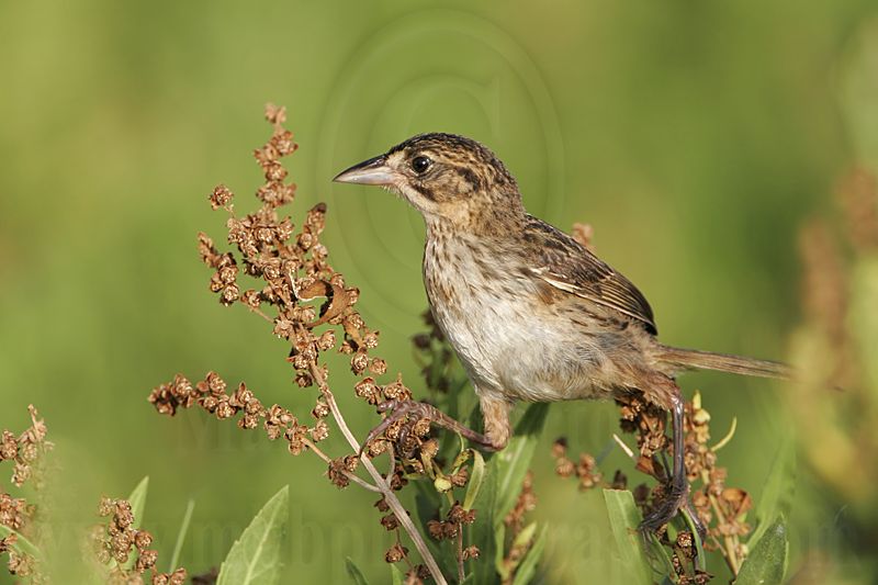 _MG_4723 Seaside Sparrow.jpg