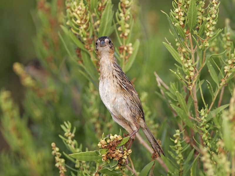 _MG_4797 Seaside Sparrow.jpg