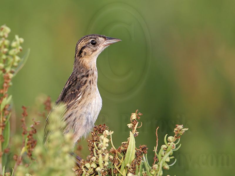_MG_4801 Seaside Sparrow.jpg