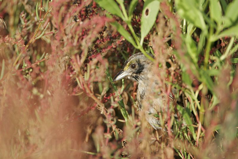 _MG_4891 Seaside Sparrow.jpg
