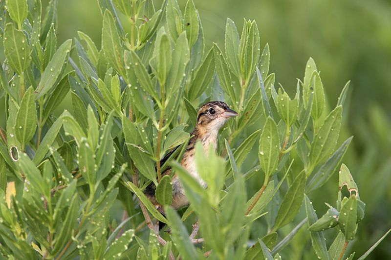 _MG_5073 Seaside Sparrow.jpg