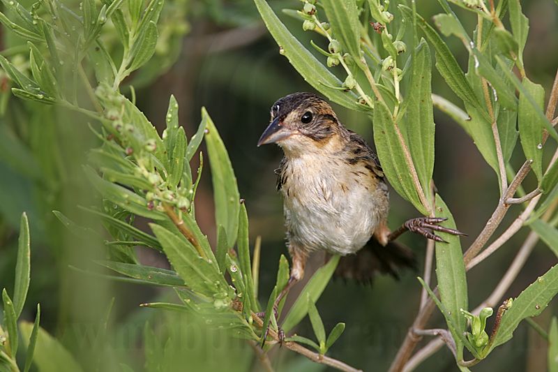 _MG_5096 Seaside Sparrow.jpg