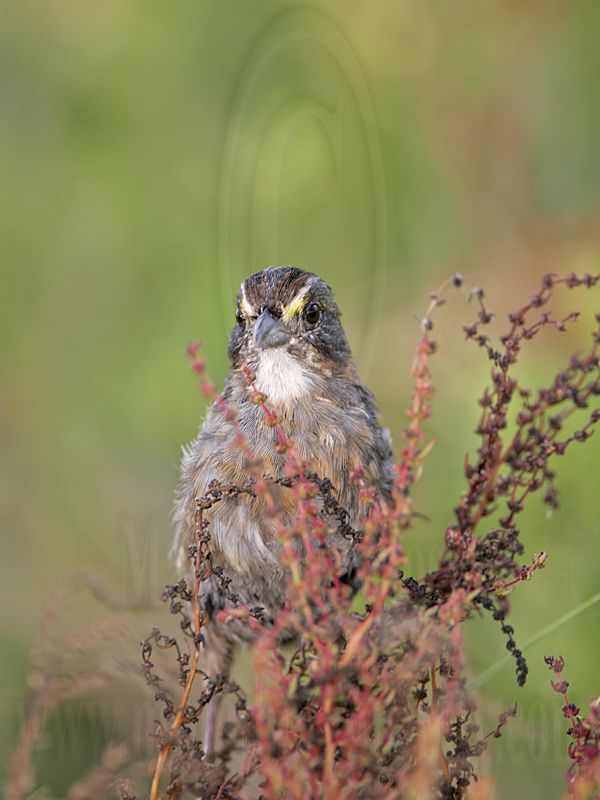 _MG_5201 Seaside Sparrow.jpg