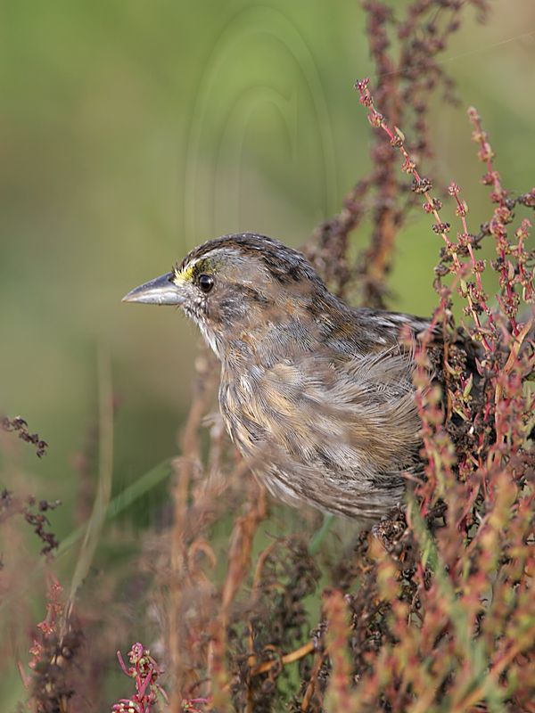 _MG_5240 Seaside Sparrow.jpg