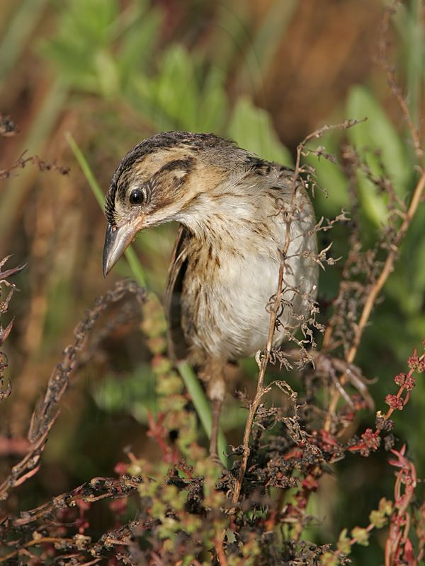 _MG_5369 Seaside Sparrow.jpg