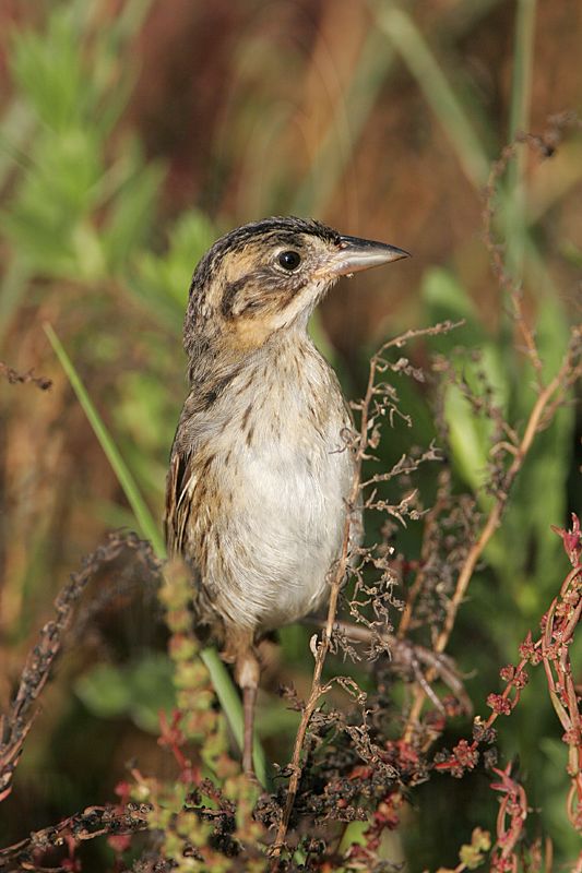 _MG_5385 Seaside Sparrow.jpg