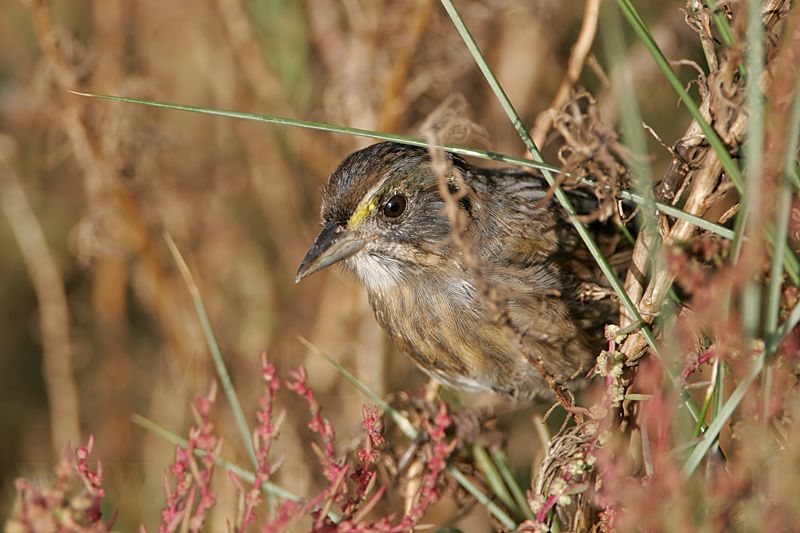 _MG_5398 Seaside Sparrow.jpg