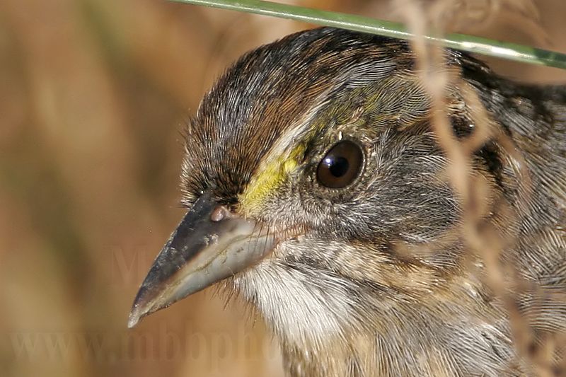 _MG_5398crop Seaside Sparrow.jpg