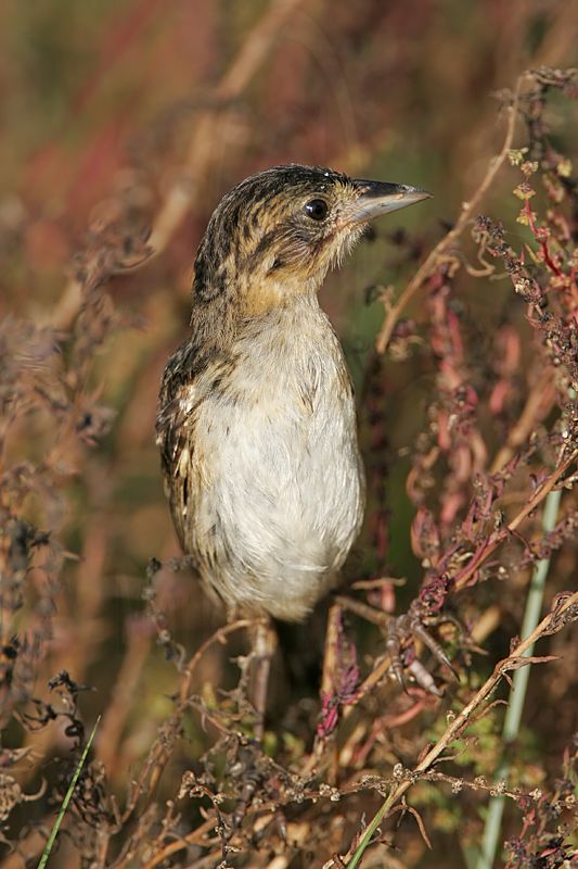 _MG_5414 Seaside Sparrow.jpg