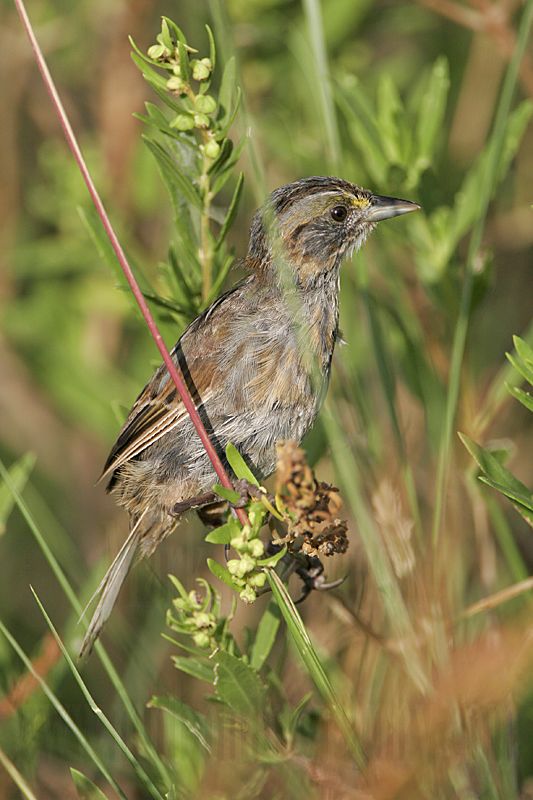 _MG_5493 Seaside Sparrow.jpg