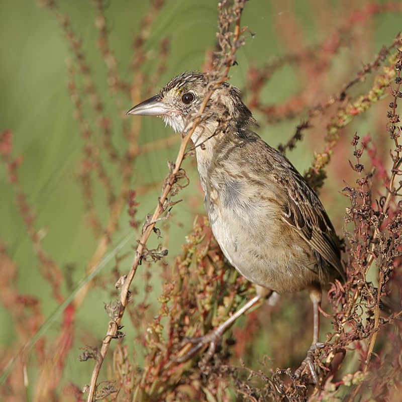 _MG_5516 Seaside Sparrow.jpg