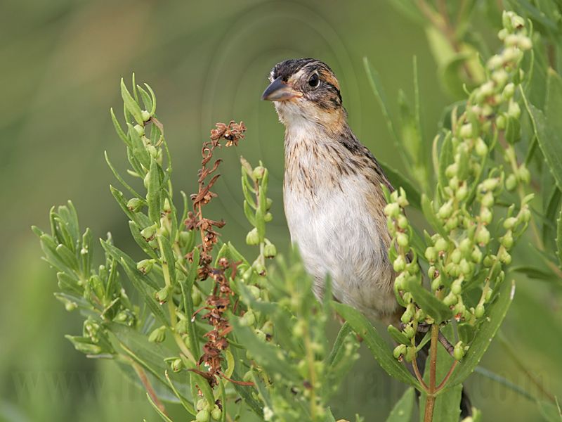 _MG_5599 Seaside Sparrow.jpg