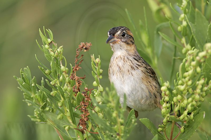 _MG_5636 Seaside Sparrow.jpg