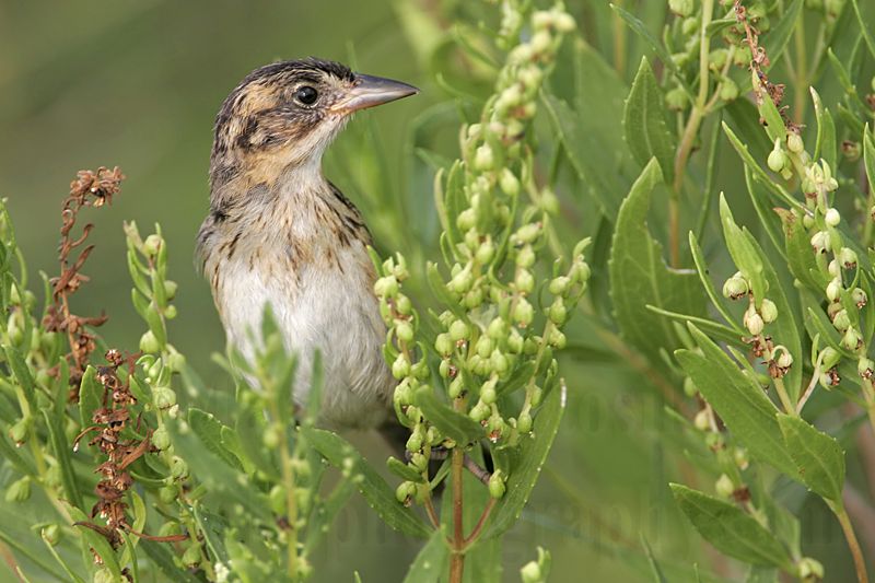 _MG_5638 Seaside Sparrow.jpg