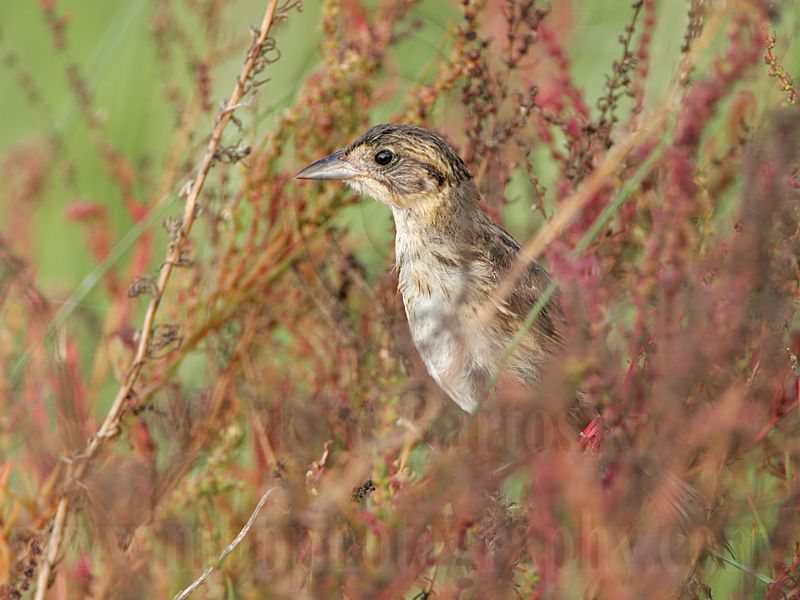 _MG_5697 Seaside Sparrow.jpg
