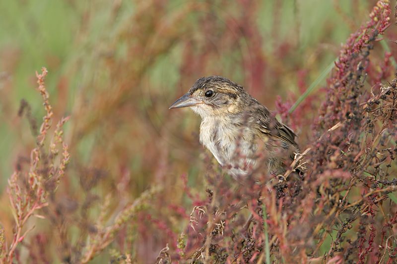 _MG_5713 Seaside Sparrow.jpg
